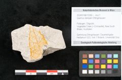 Foto (Objekt + Etikett) von Quercus dampieri Ettingshausen (NHMW-GEO-2024-0188-10365)